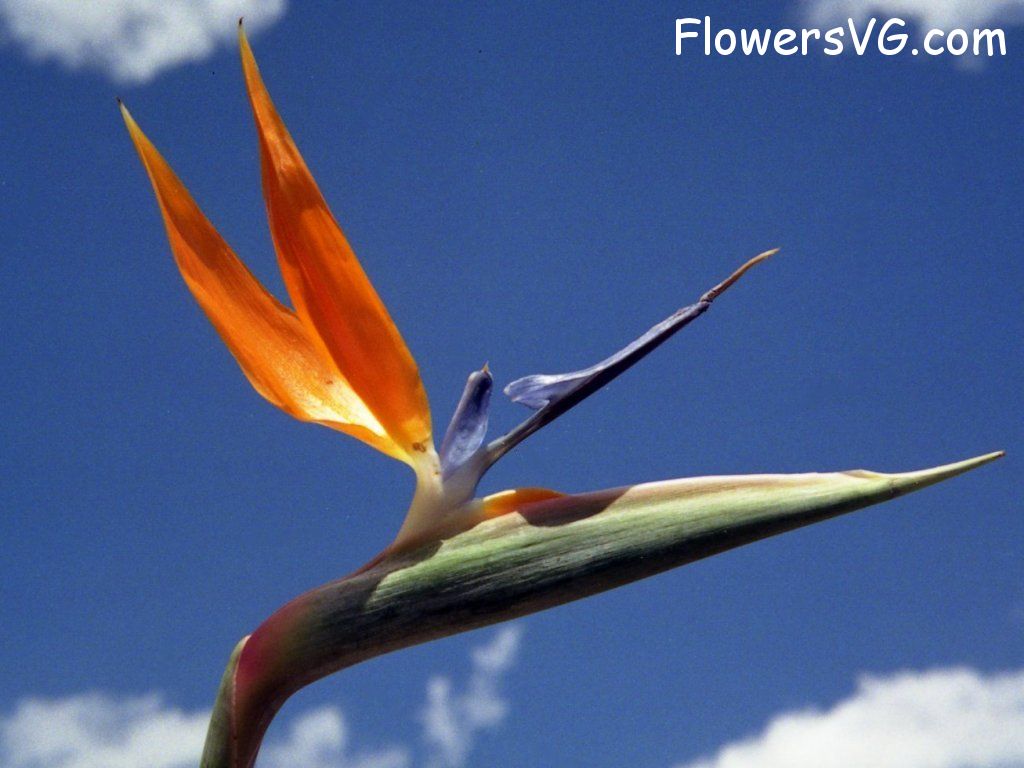 Photo n0flower050.jpg