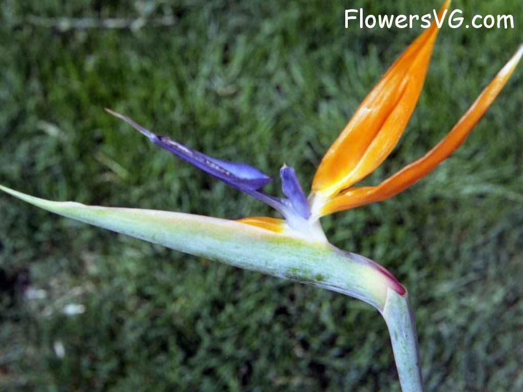 Photo n0flower057.jpg