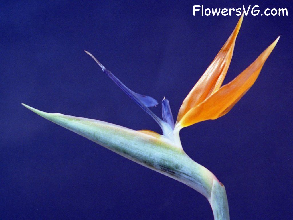 Photo n0flower059.jpg