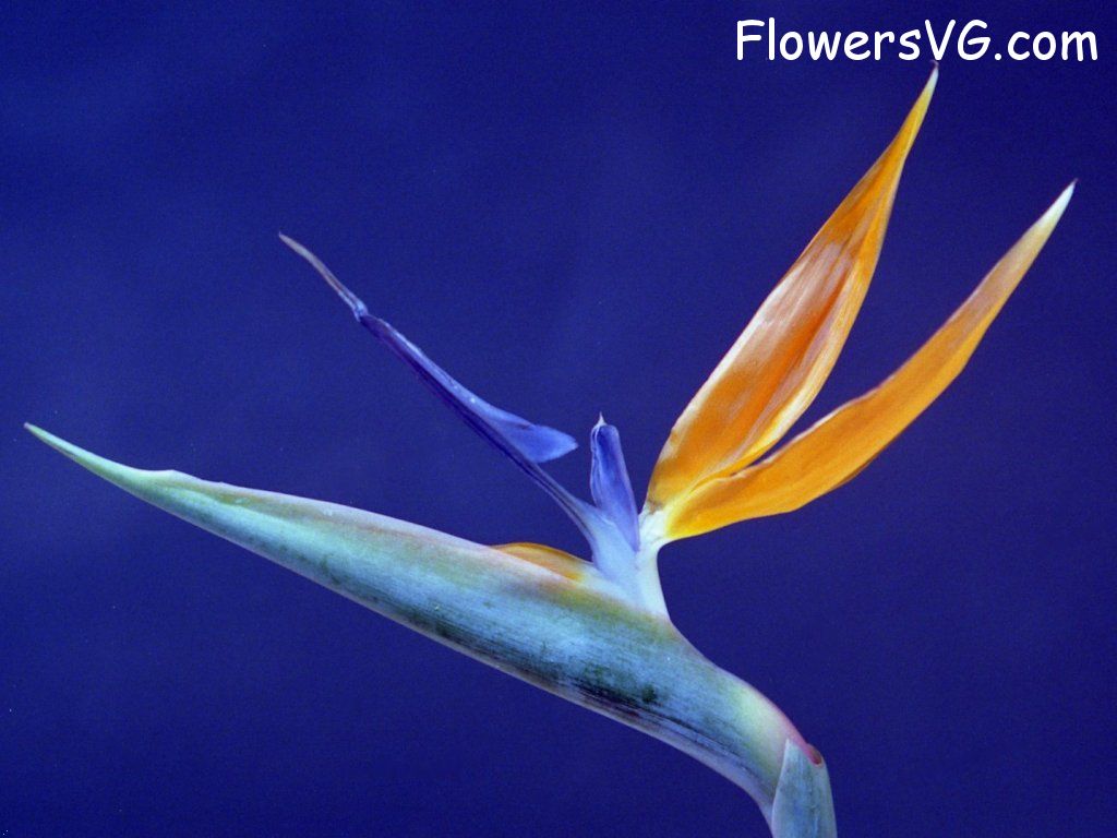 Photo n0flower060.jpg