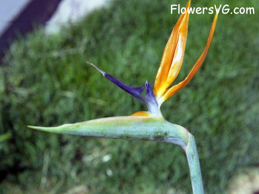 Photo n0flower064.jpg