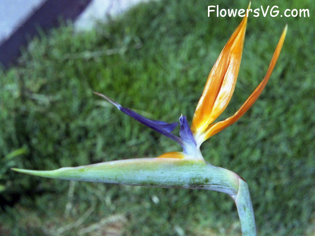 Photo n0flower065.jpg