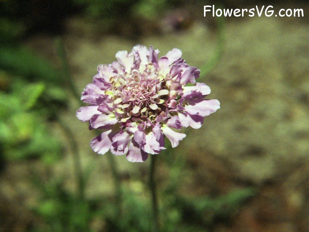 Photo n0flower157.jpg