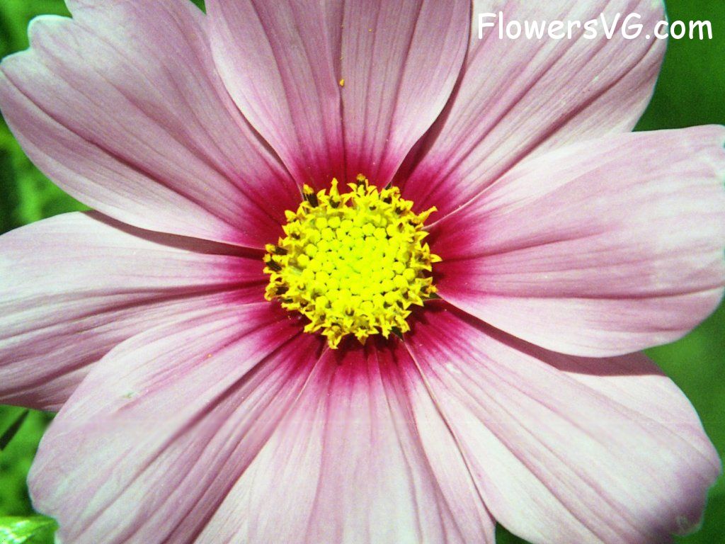 daisy flower Photo n0flower197.jpg