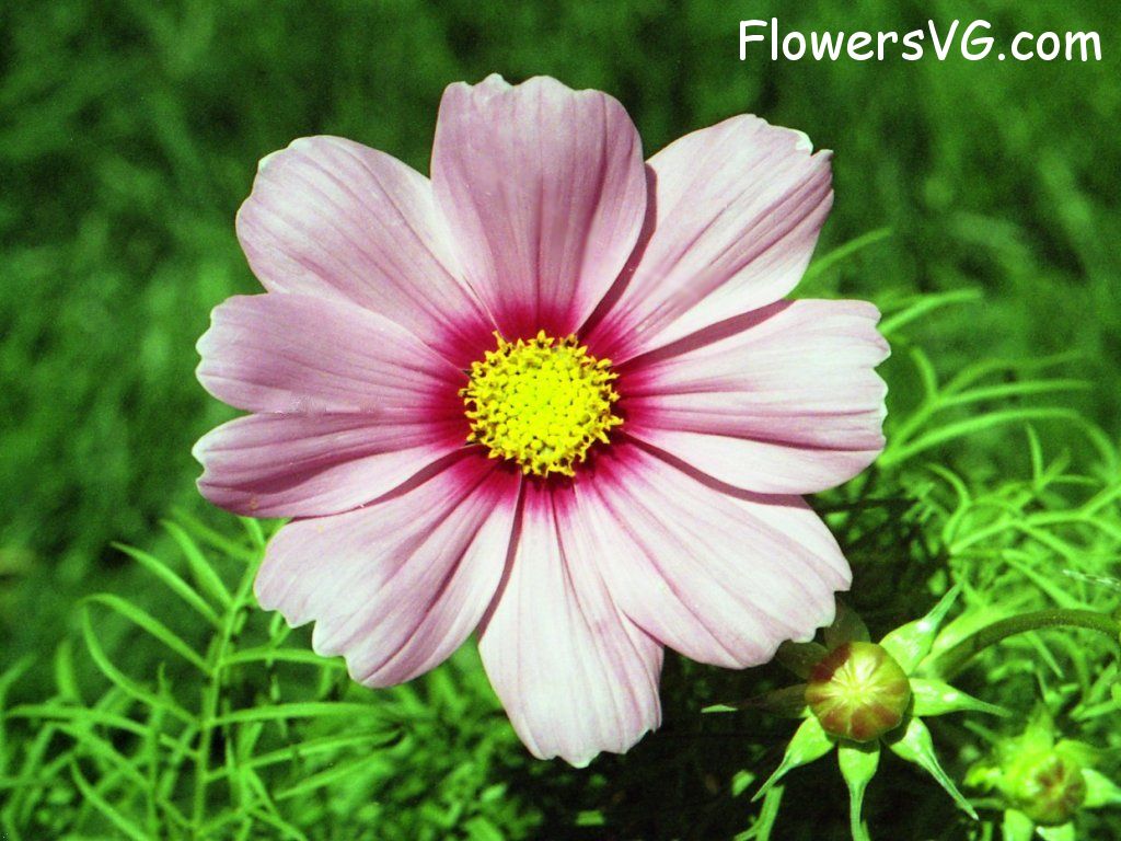 daisy flower Photo n0flower201.jpg