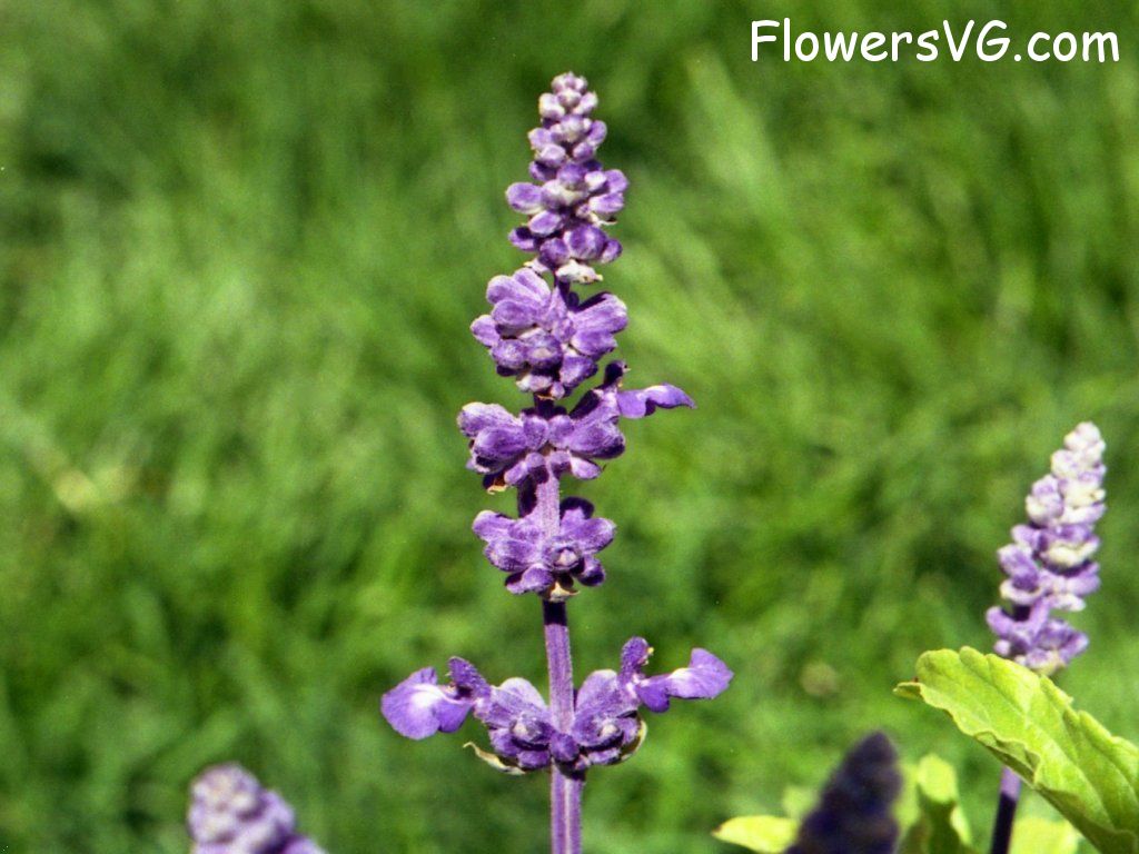 Photo n0flower209.jpg