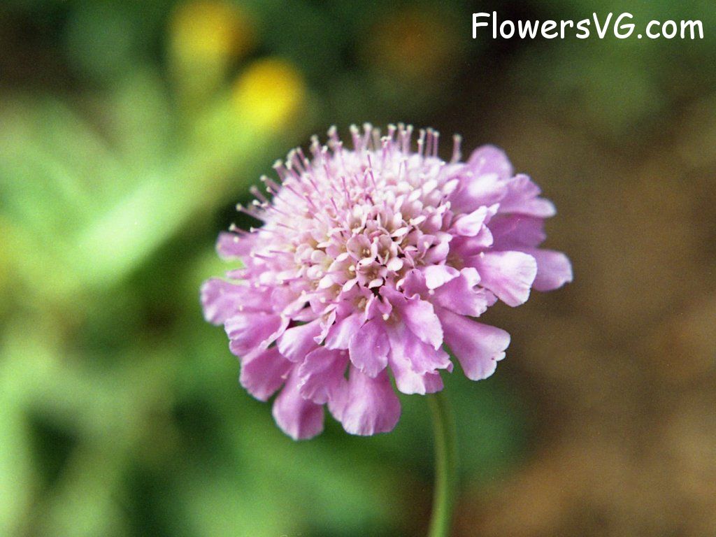 Photo n0flower260.jpg