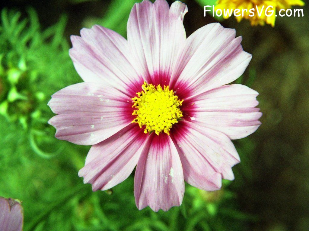 daisy flower Photo n0flower261.jpg