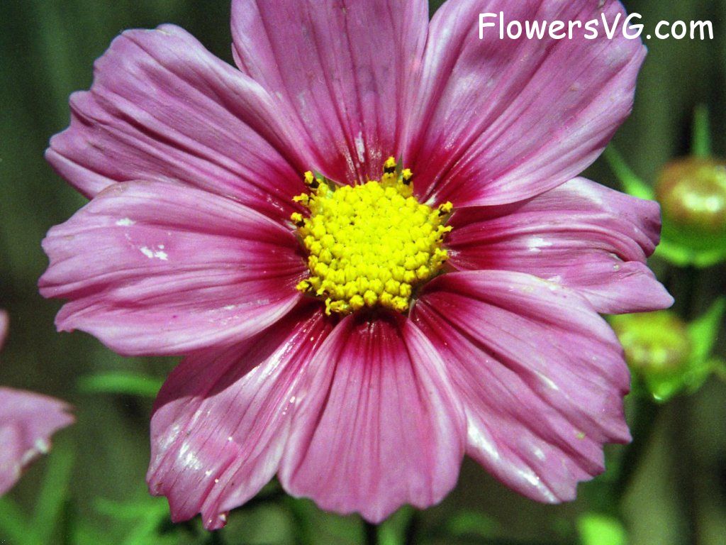 daisy flower Photo n0flower275.jpg