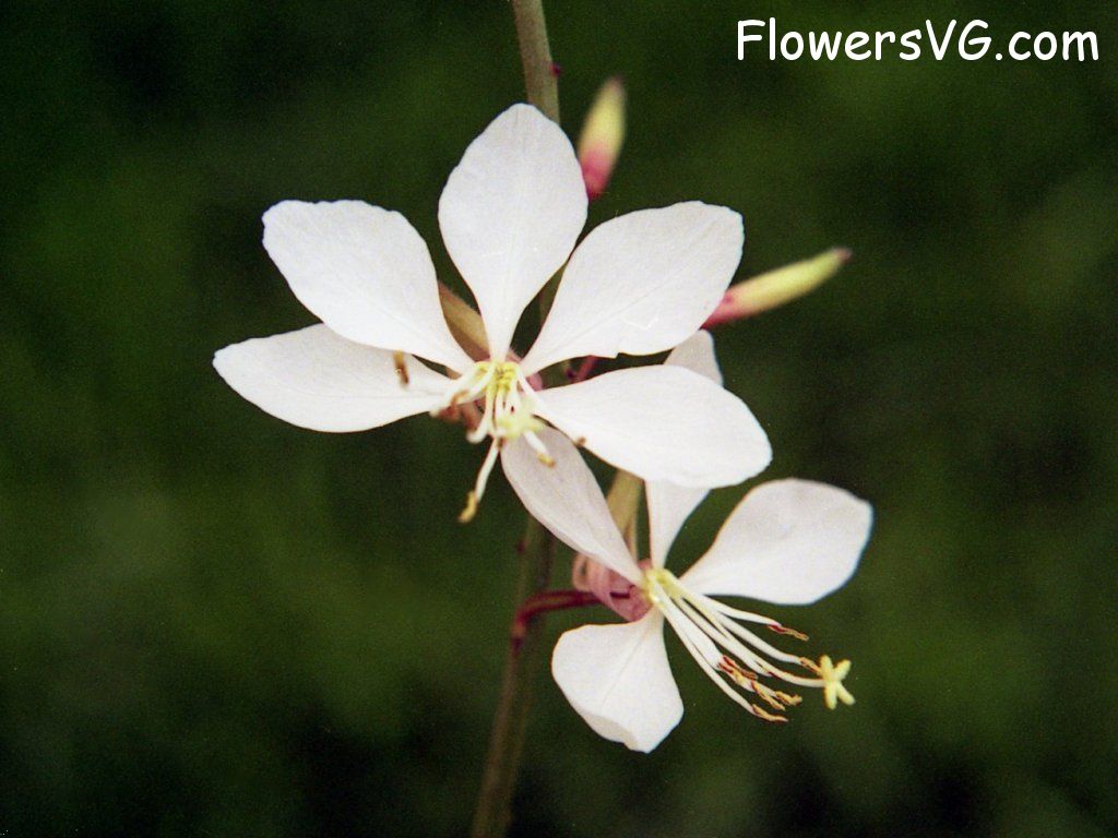 Photo n0flower302.jpg