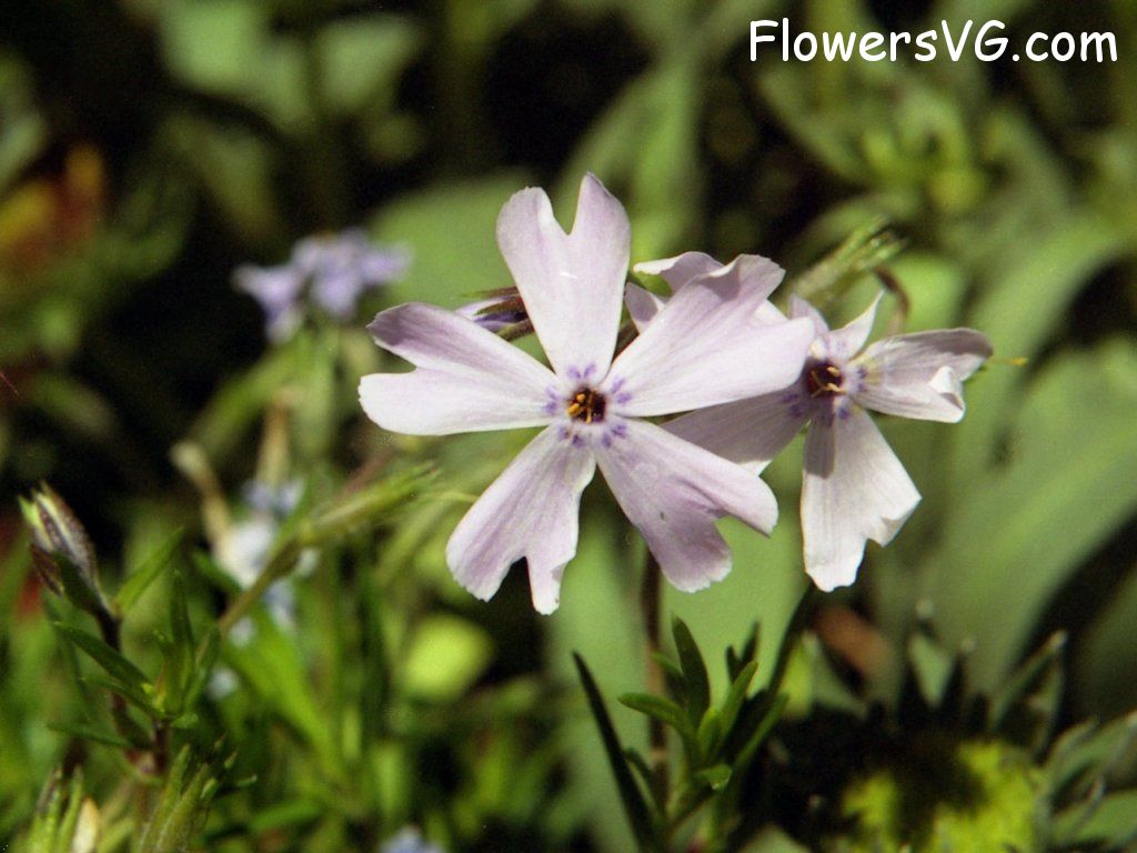 Photo n0flower356.jpg