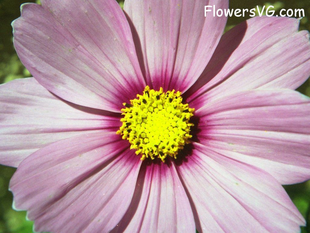 daisy flower Photo n0flower374.jpg