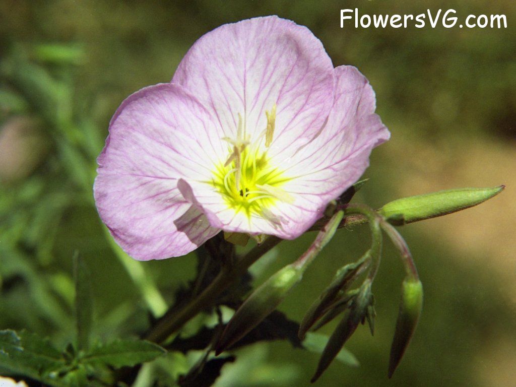 Photo n0flower377.jpg