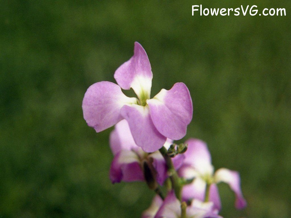 Photo n0flower384.jpg