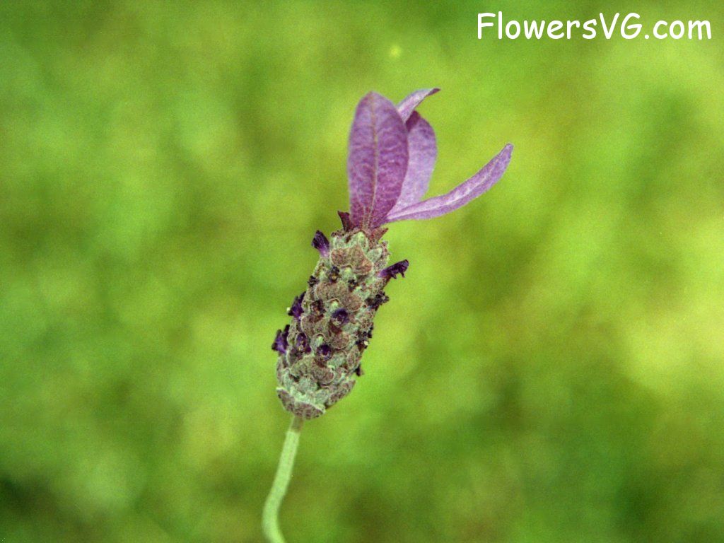 Photo n0flower459.jpg