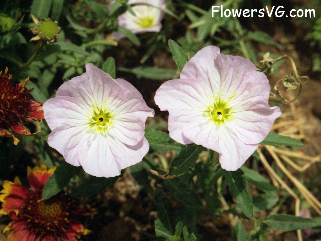 Photo n0flower468.jpg