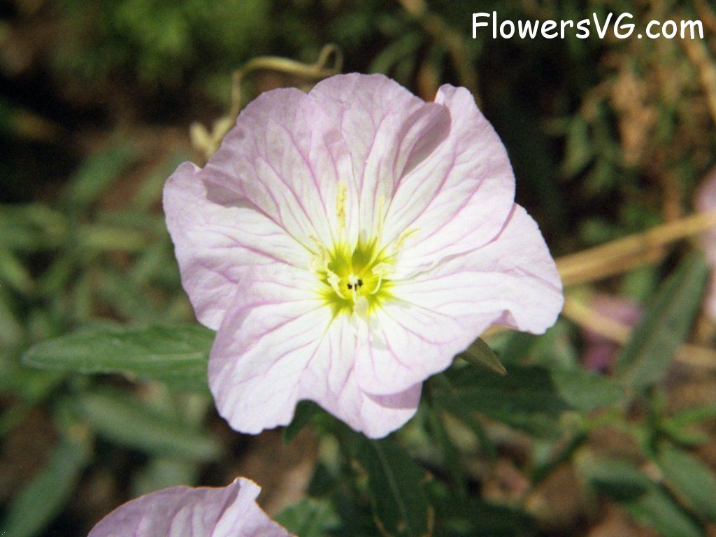 Photo n0flower470.jpg