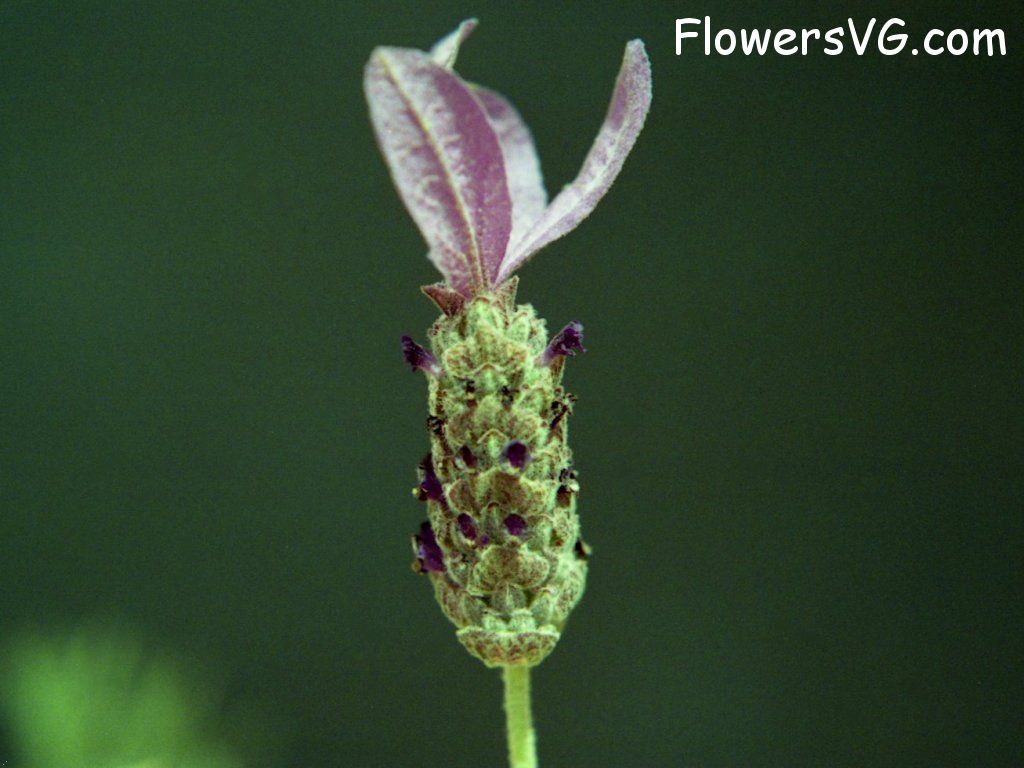 Photo n0flower484.jpg