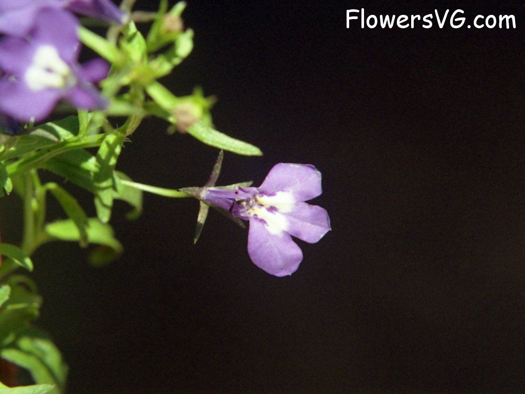 Photo n0flower512.jpg