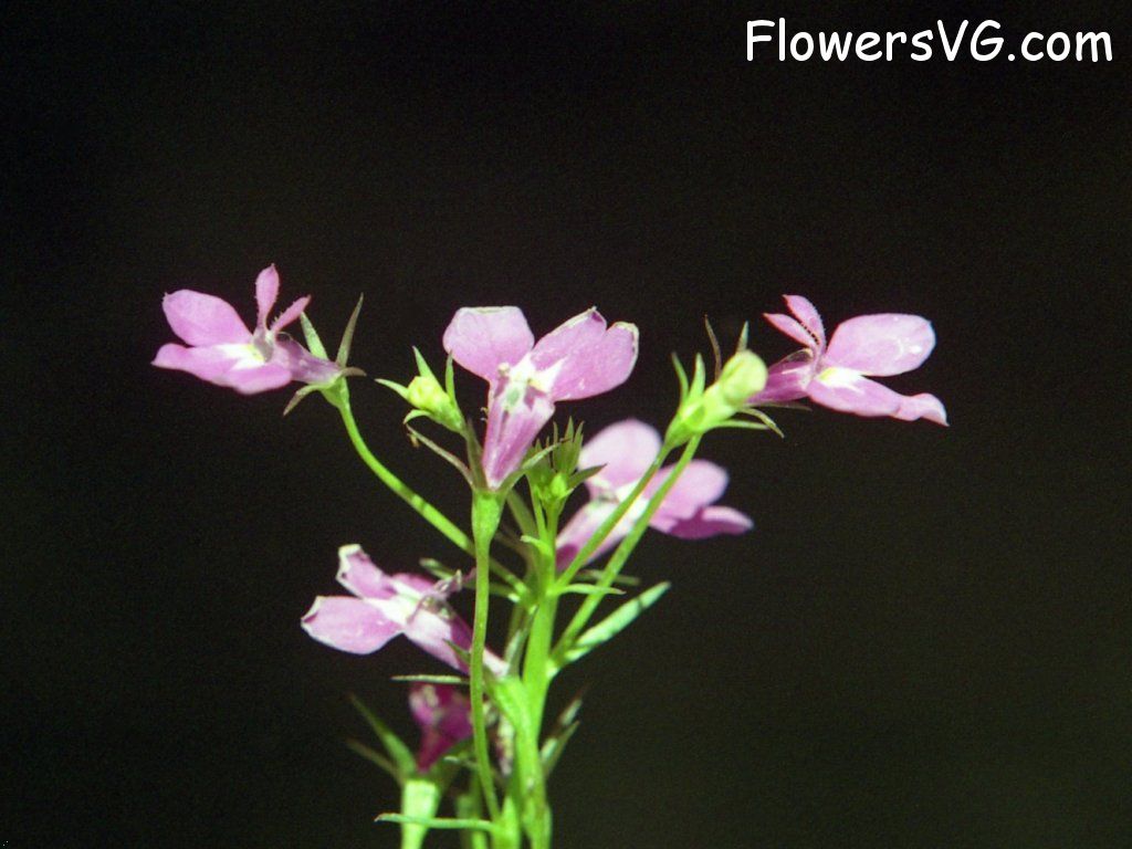 Photo n0flower522.jpg