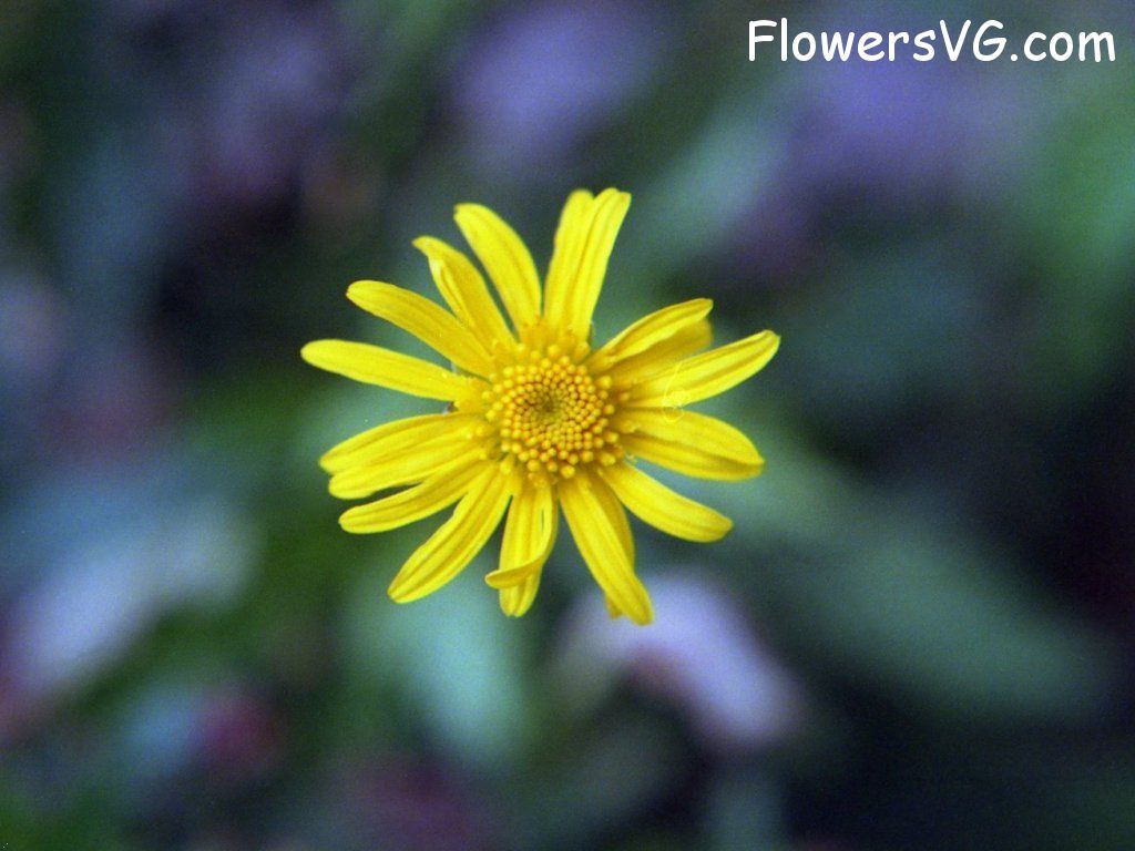 Photo n0flower533.jpg