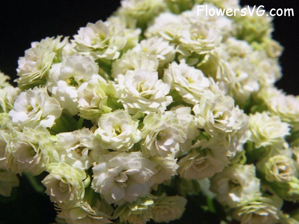 Photo n0flower534.jpg