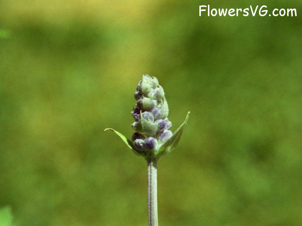 Photo n0flower549.jpg