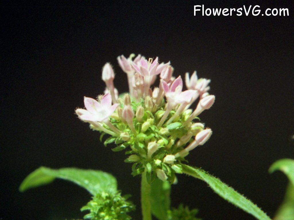 Photo n0flower553.jpg