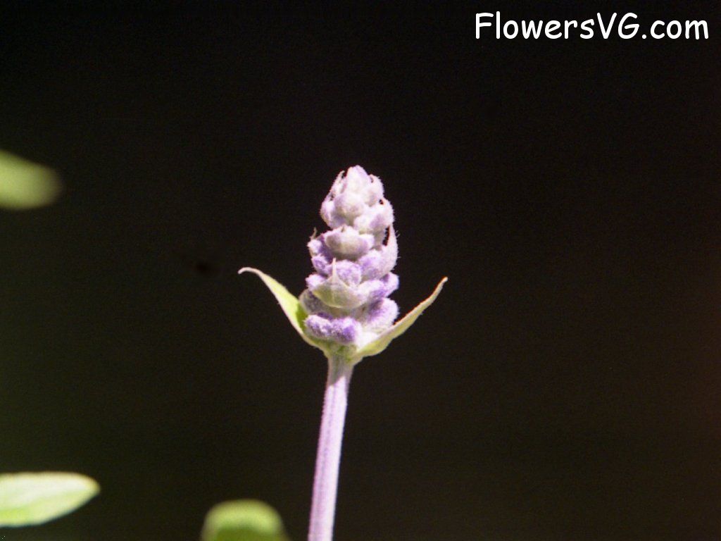 Photo n0flower564.jpg