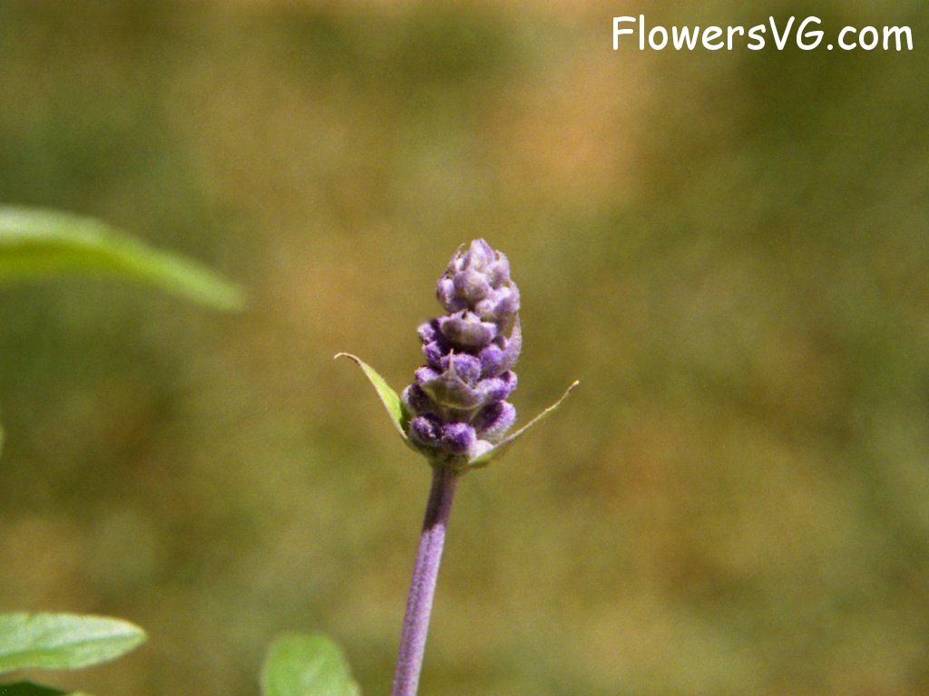 Photo n0flower565.jpg