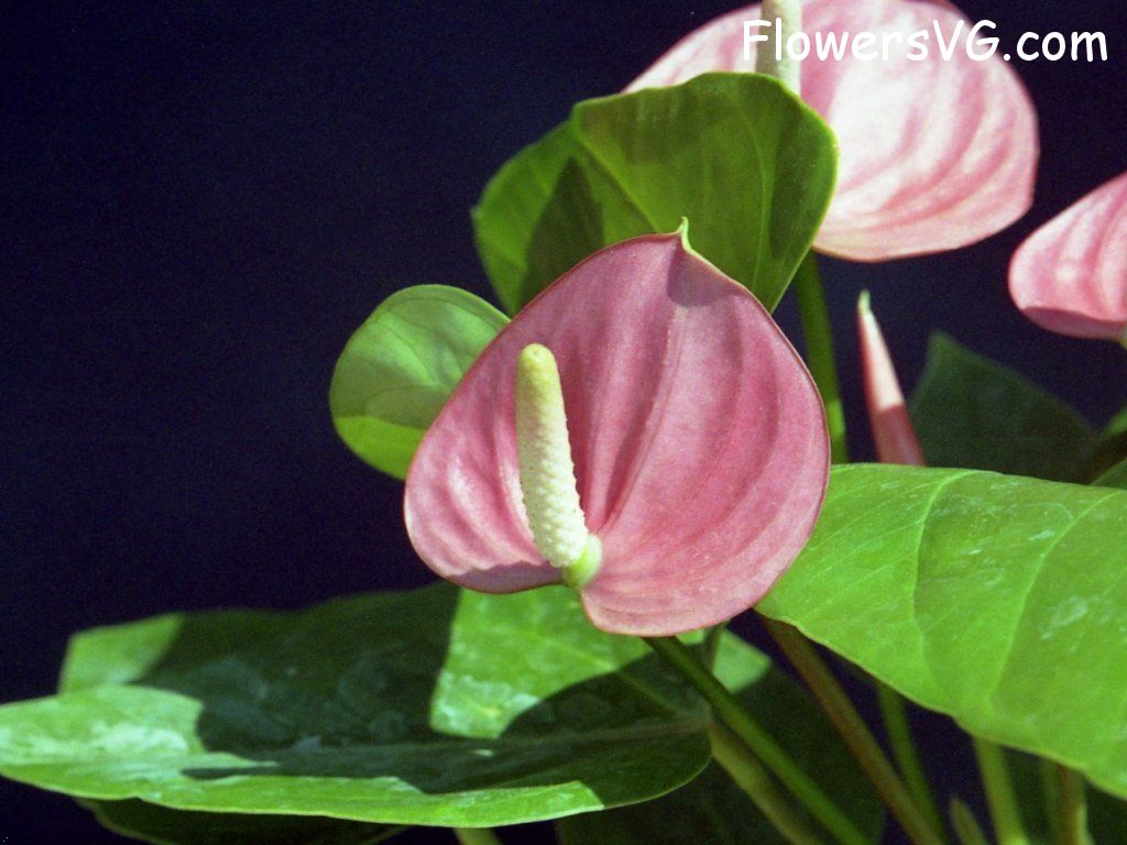 Photo n0flower765.jpg