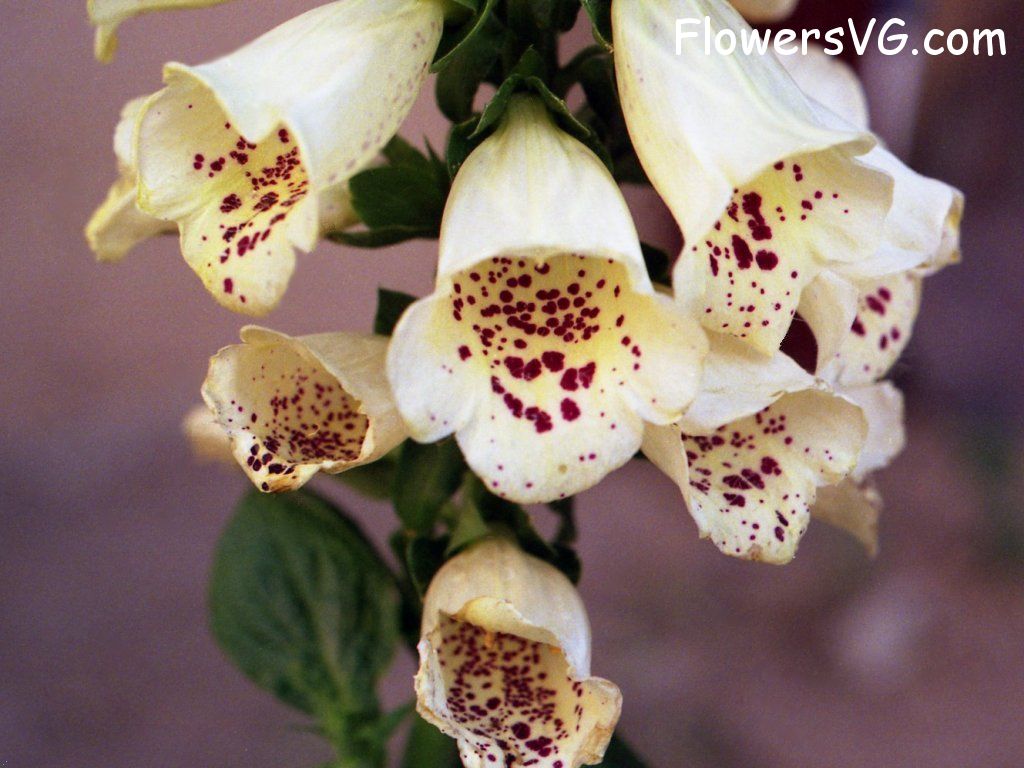 Photo n0flower816.jpg