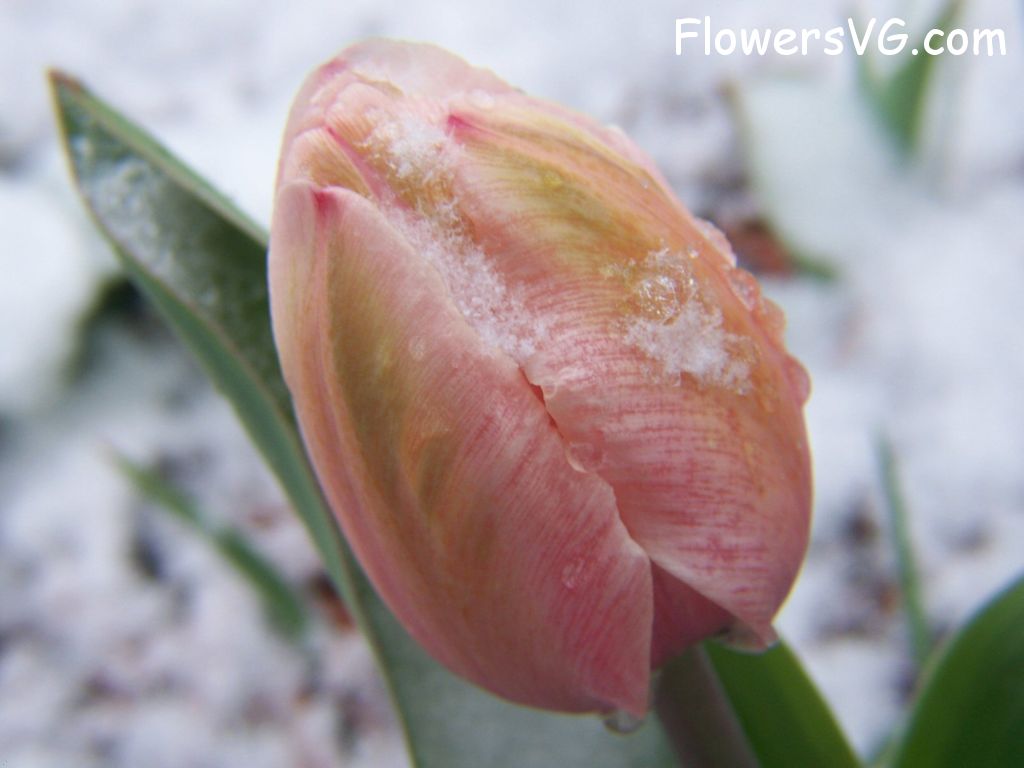 tulip flower Photo photos_flowers_0007.jpg