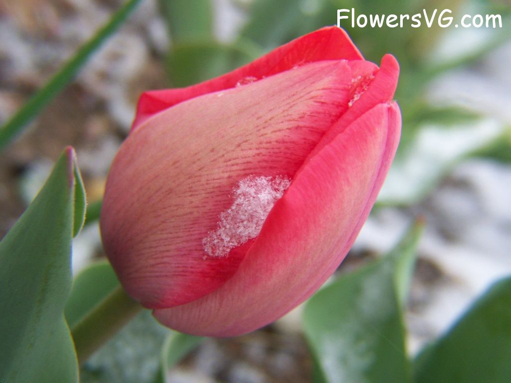tulip flower Photo photos_flowers_0015.jpg