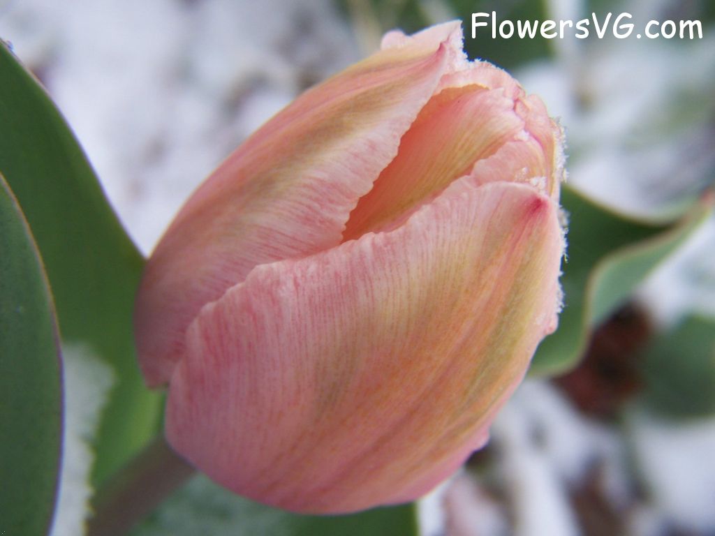 tulip flower Photo photos_flowers_0042.jpg