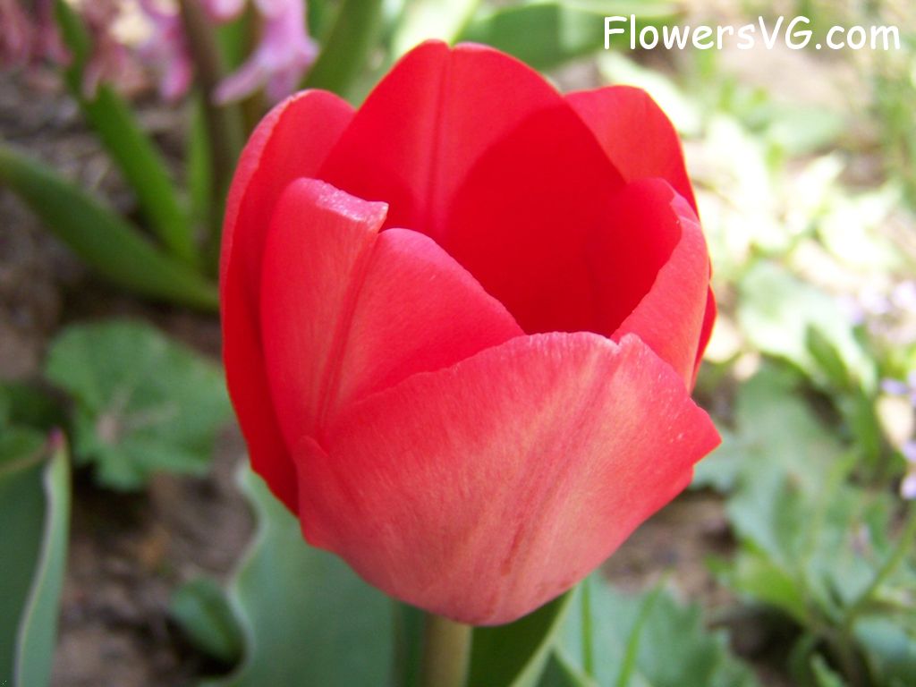 tulip flower Photo photos_flowers_0059.jpg