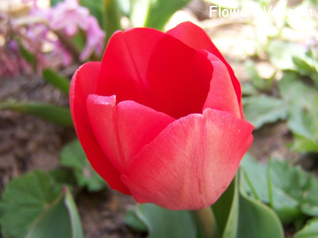 tulip flower Photo photos_flowers_0083.jpg