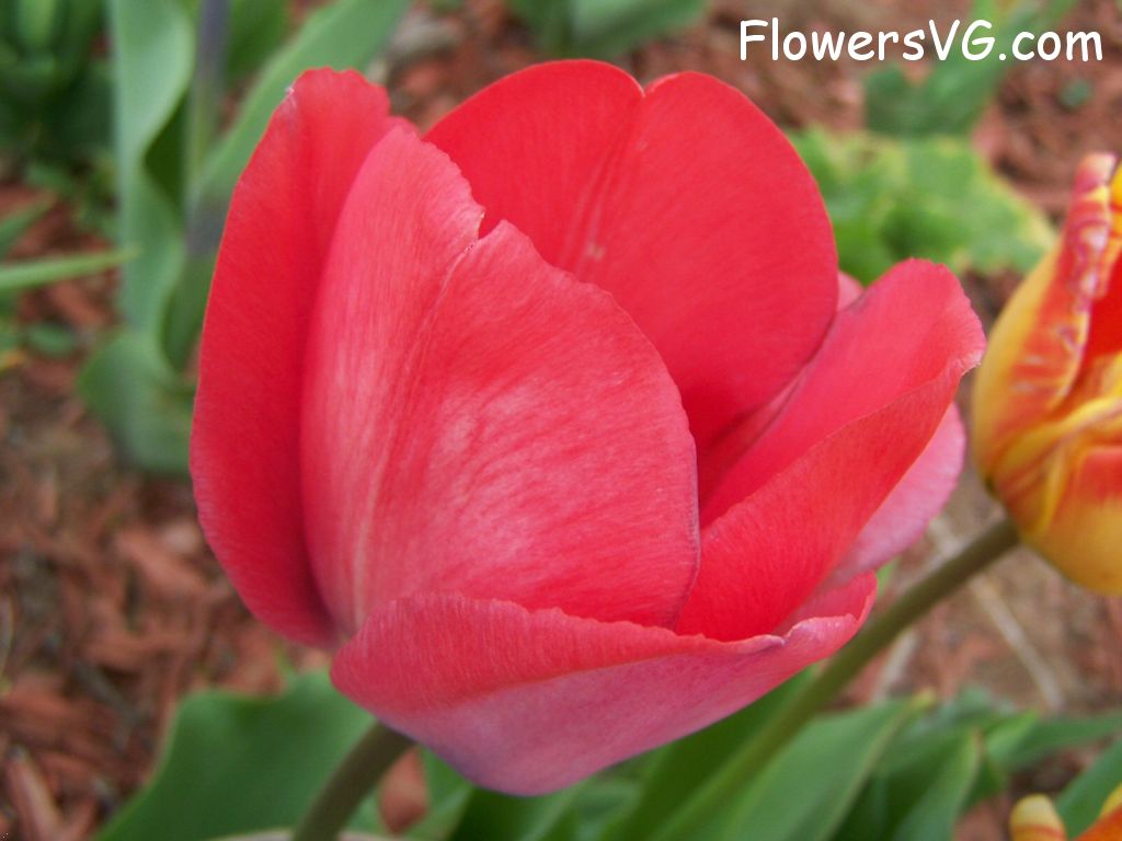 tulip flower Photo photos_flowers_0089.jpg