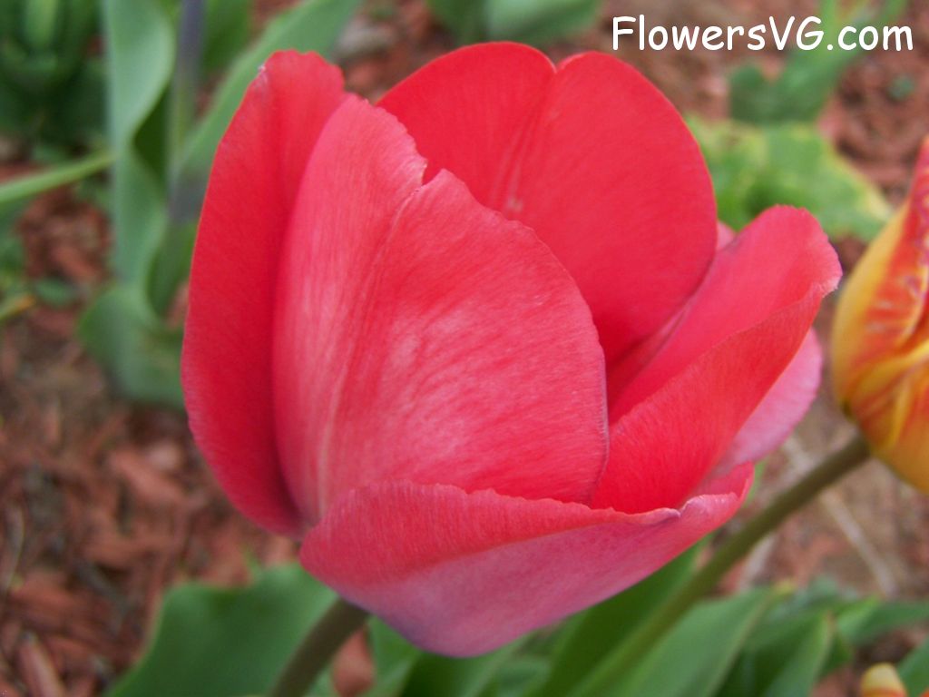 tulip flower Photo photos_flowers_0090.jpg