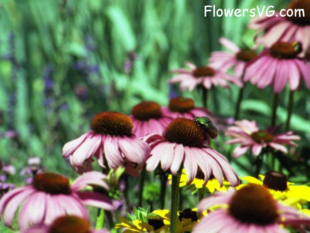 daisy flower Photo pinkdaisy08.jpg