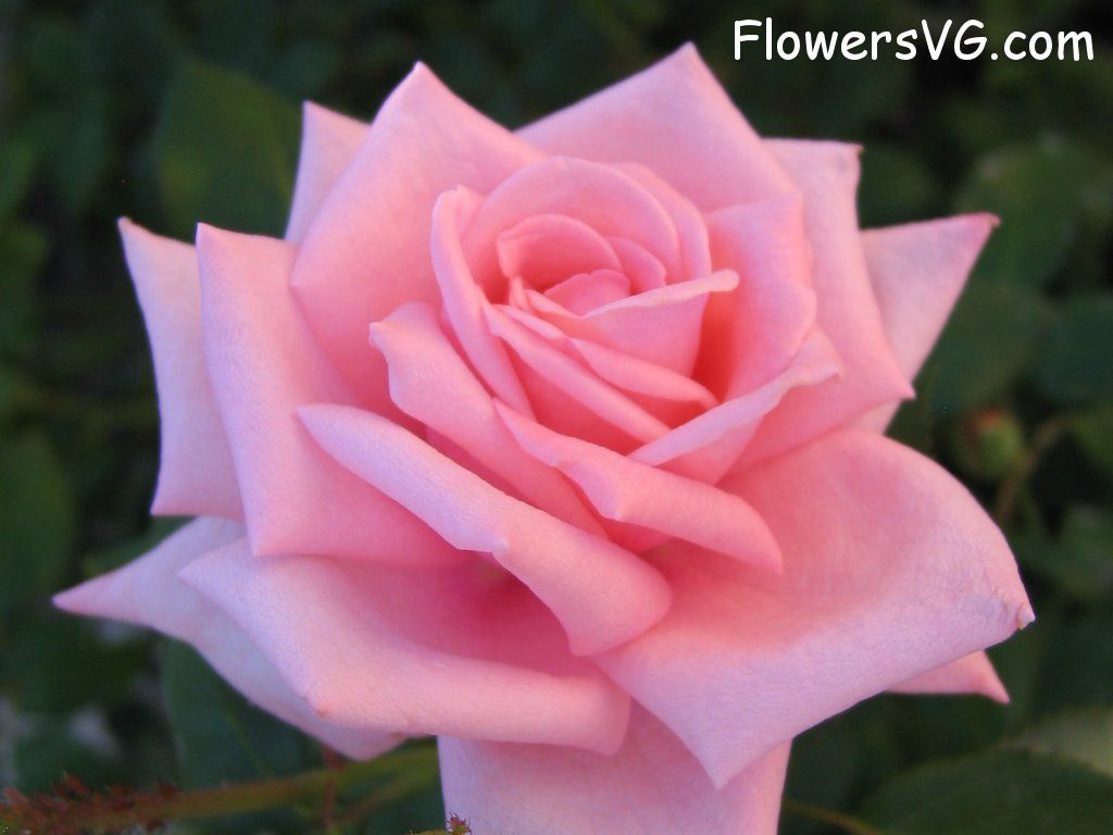 rose_bright_pink_beautiful photo