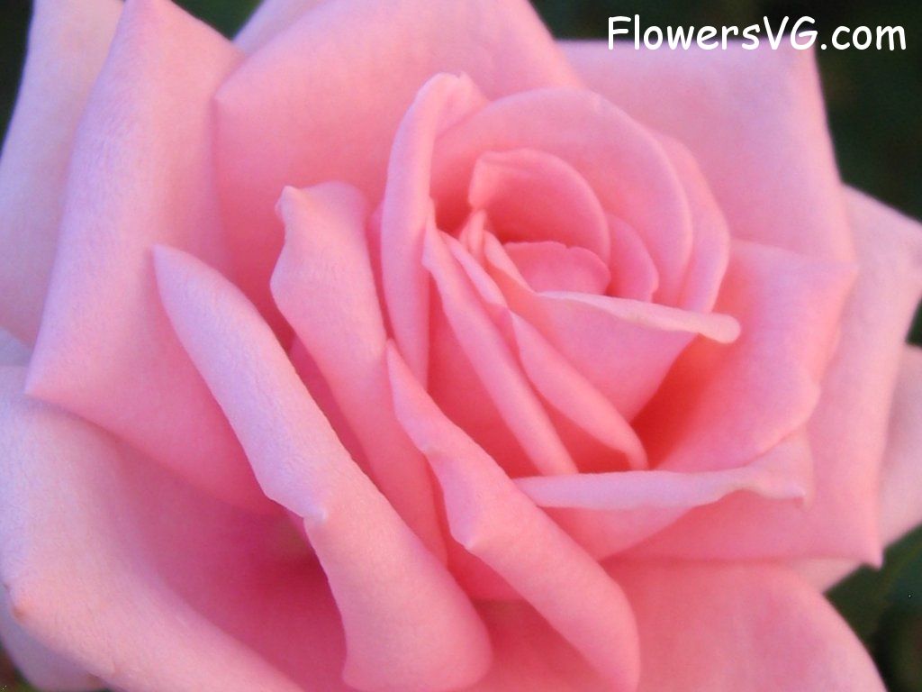 rose_bright_pink_closeup photo