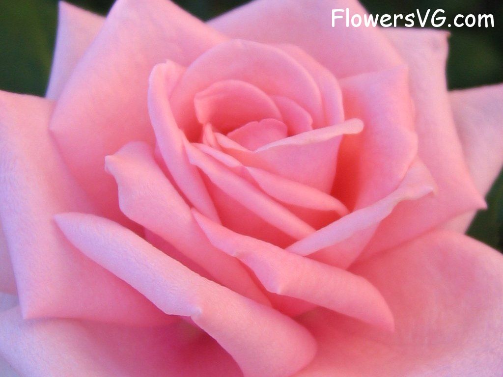 rose_bright_pink_flower photo