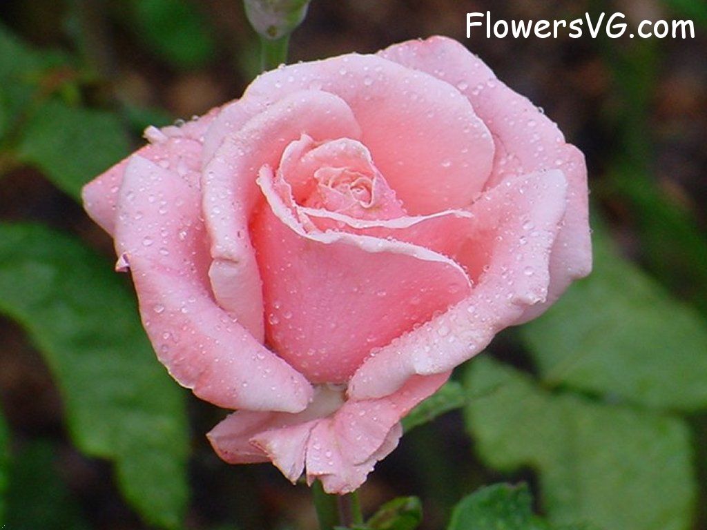 rose_bright_pink_water photo