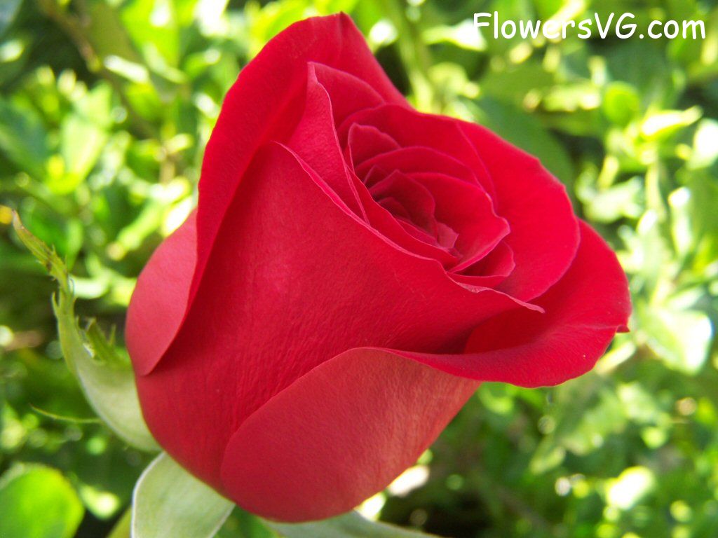 rose_bright_red_flower photo