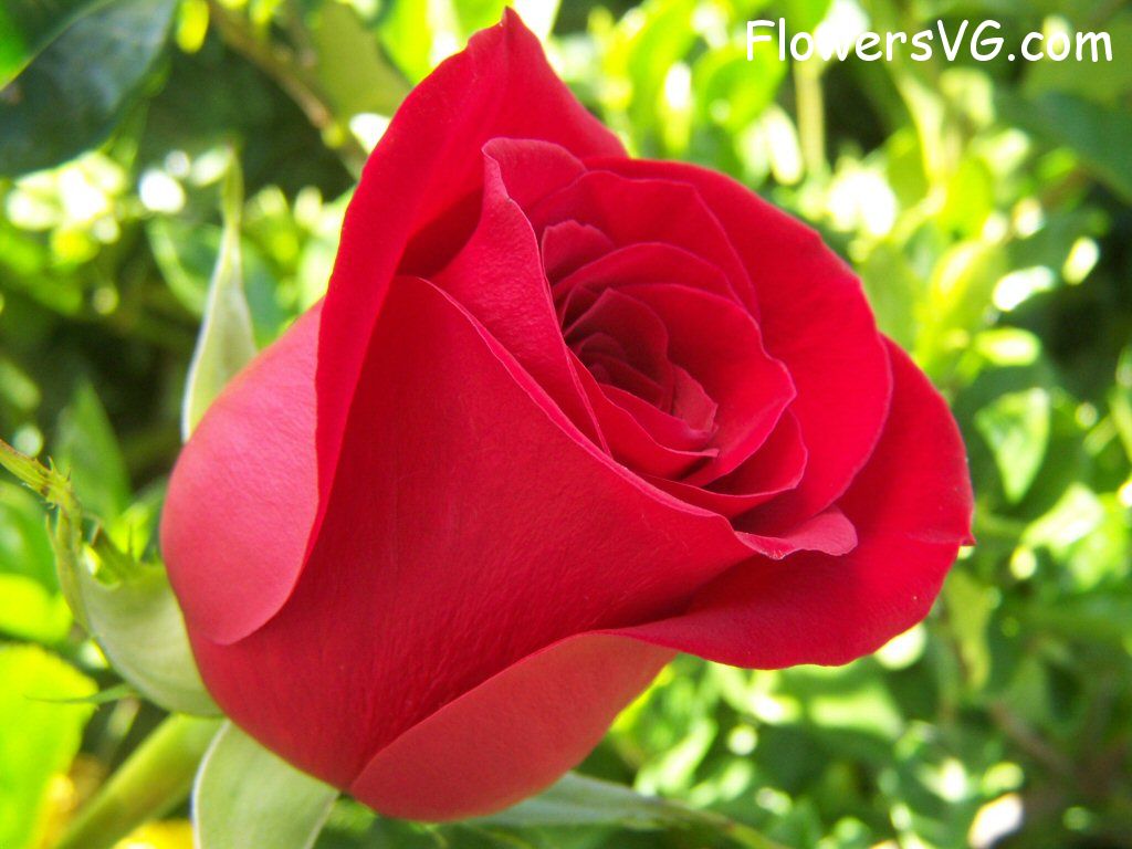 rose_bright_red_flower_beautiful photo