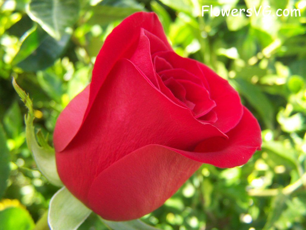 rose_bright_red_garden photo