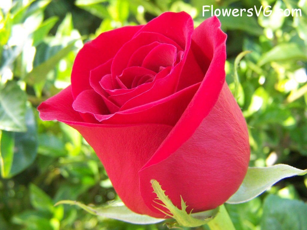 rose_bright_red_garden_bloomed photo