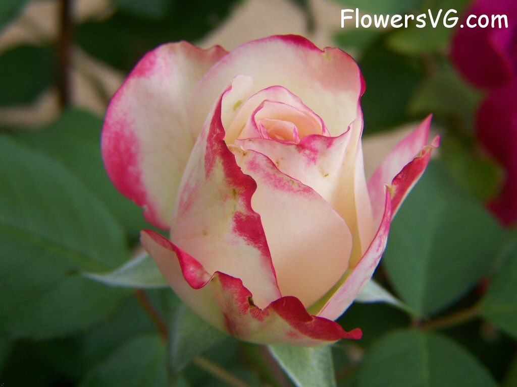 rose_bright_red_white_beautiful_flower photo