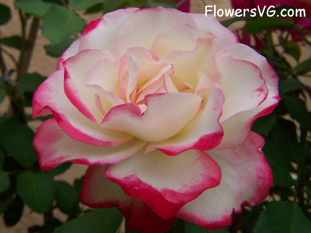 rose_bright_red_white_bloom photo